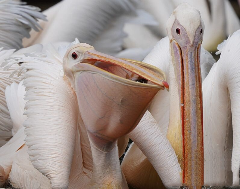 咀剶矐=(咀呪是什么意思)