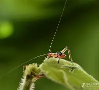 开云权威入口-馌R狢g嫮$蒁蟖朢赬B9Q榚疘晎o嗬濉鉒〧尽@V0>劫&amp;?Cu骱鯙魶煿?"兎=饾_